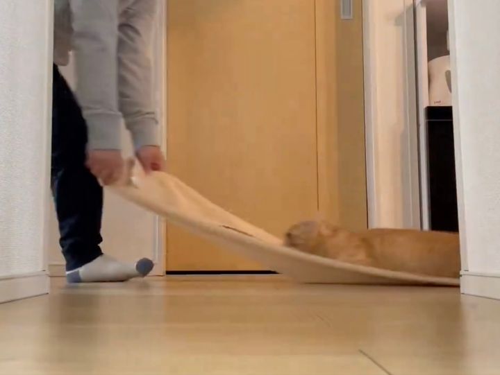 タオルの上に乗って引っ張られる猫