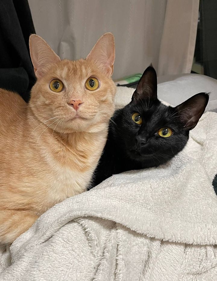 茶トラ猫のティーグルくんと黒猫のノアールちゃん