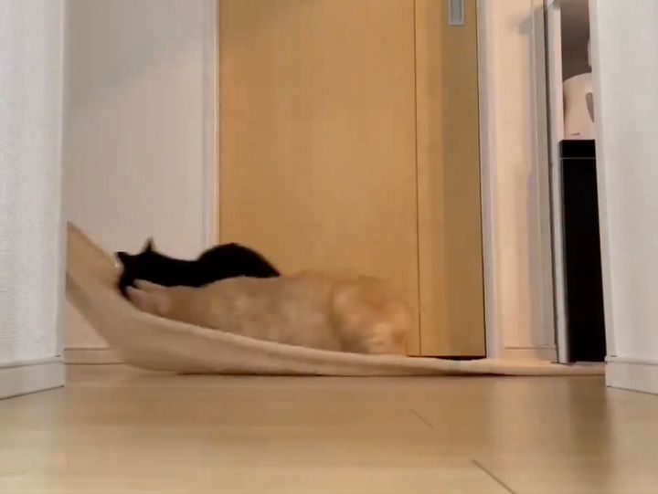 ソリ滑りのようにタオルで運ばれてゆく猫