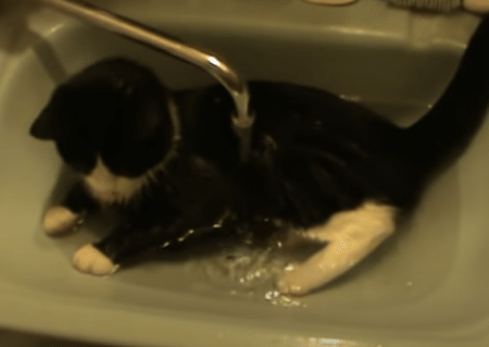 猫「いまお水溜めているところニャの」水を貯めるために体を張りすぎ！