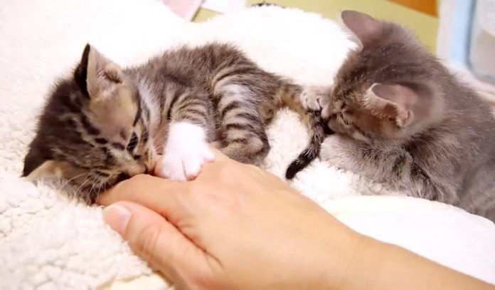 シッポで遊ぶ先輩子猫