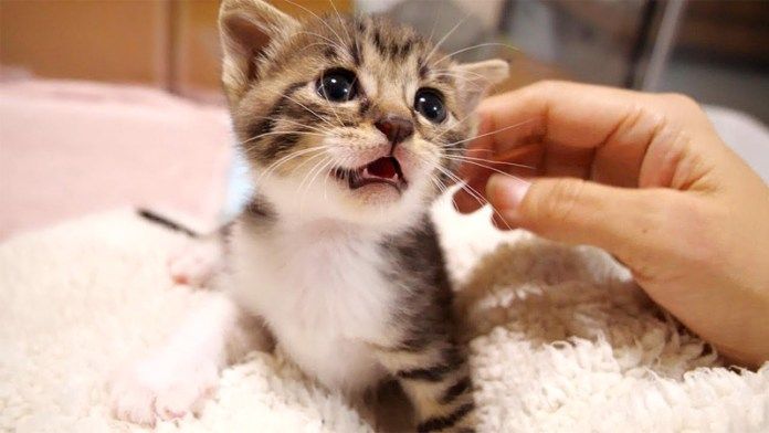 ピヨピヨ鳴きながら甘える子猫