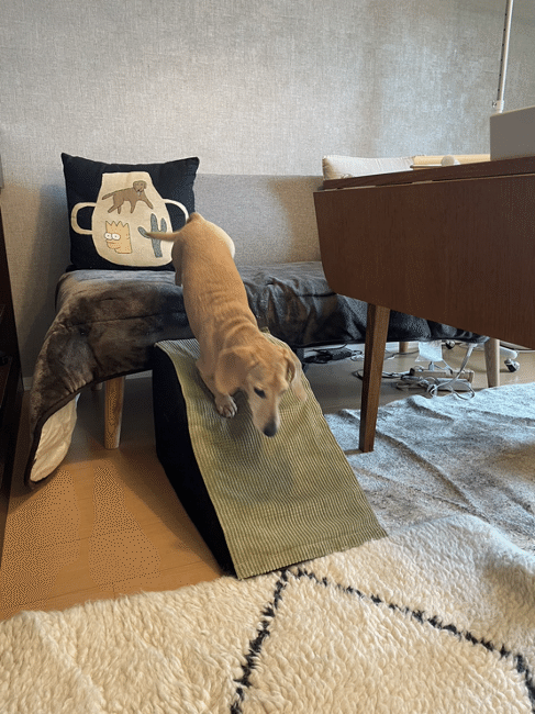 スタイリストのおしゃれなお部屋を拝見！愛犬と好きなものに囲まれて暮らすワンルーム【FUDGE おしゃれな人のルームツアー vol.5】