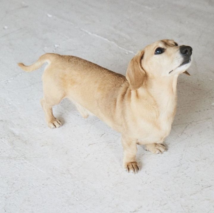 スタイリストのおしゃれなお部屋を拝見！愛犬と好きなものに囲まれて暮らすワンルーム【FUDGE おしゃれな人のルームツアー vol.5】