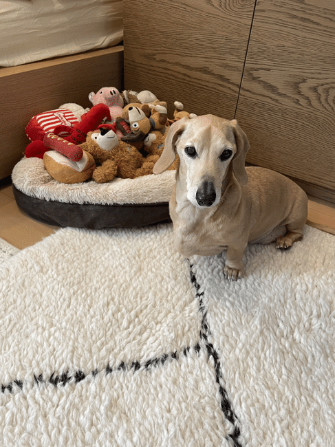 スタイリストのおしゃれなお部屋を拝見！愛犬と好きなものに囲まれて暮らすワンルーム【FUDGE おしゃれな人のルームツアー vol.5】