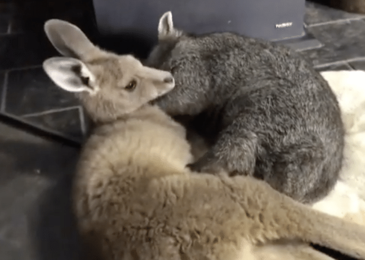 とっても仲良し♪ 赤ちゃんカンガルーと遊んでいるのは