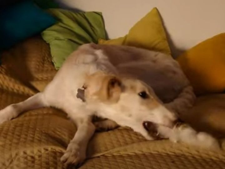 自分の尻尾をかむボルゾイの子犬