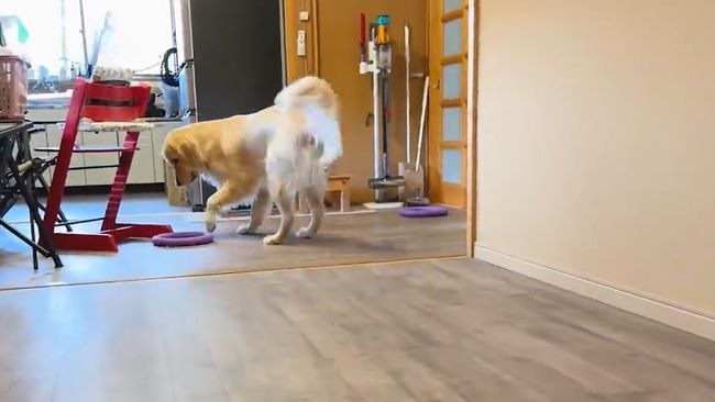 赤ちゃんにどうしても遊んでほしいワンコが…