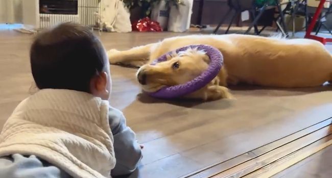 赤ちゃんにどうしても遊んでほしいワンコが…