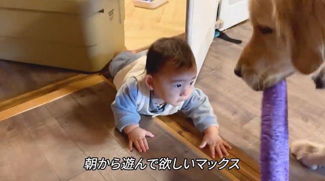 赤ちゃんにどうしても遊んでほしいワンコが…