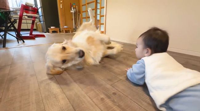 赤ちゃんにどうしても遊んでほしいワンコが…