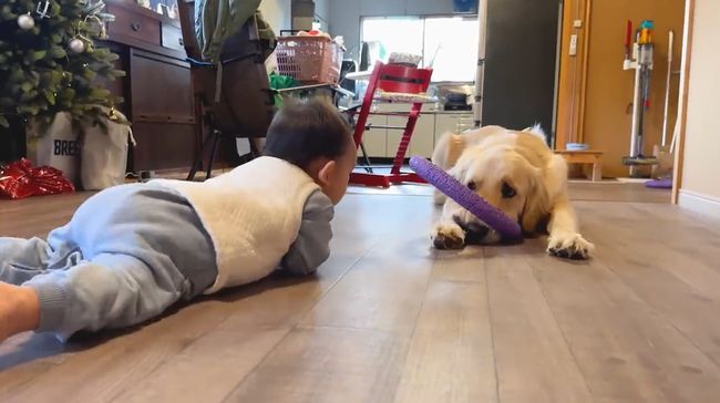 赤ちゃんにどうしても遊んでほしいワンコが…