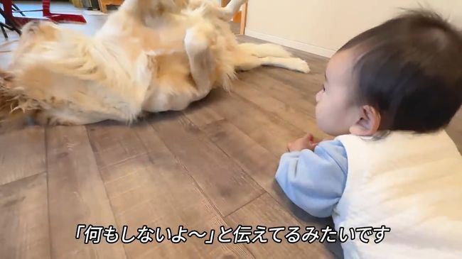 赤ちゃんにどうしても遊んでほしいワンコが…