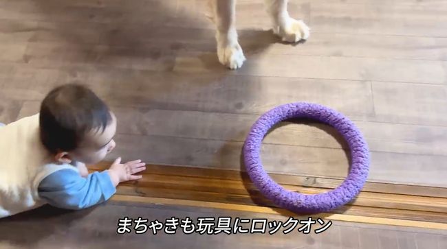 赤ちゃんにどうしても遊んでほしいワンコが…