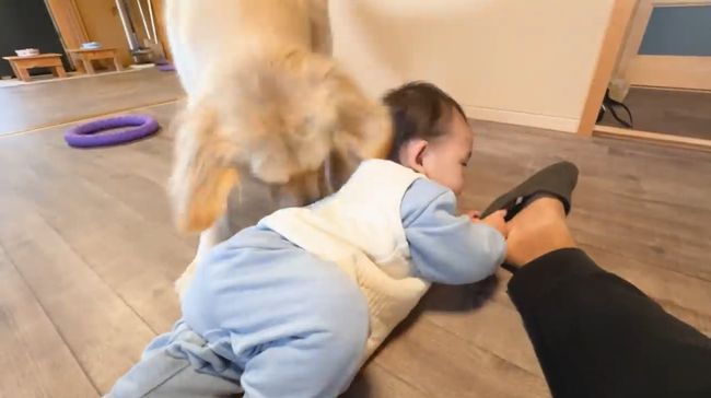 赤ちゃんにどうしても遊んでほしいワンコが…