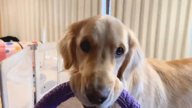 赤ちゃんにどうしても遊んでほしいワンコが…