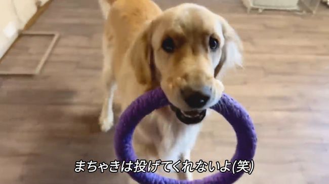 赤ちゃんにどうしても遊んでほしいワンコが…が…