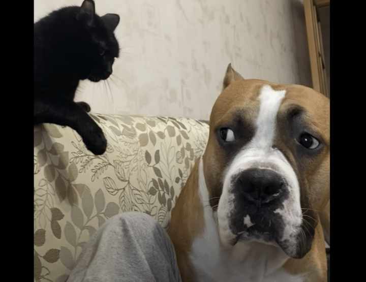 「猫って話が通じないもんなぁ」同居猫に頭が上がらないワンコ。