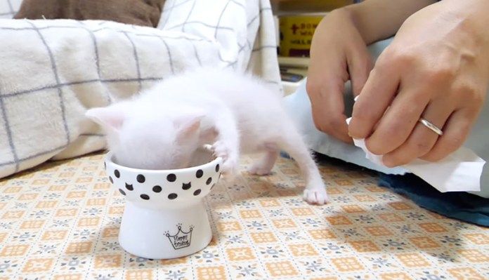 ご飯を食べる子猫