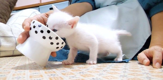ご飯を食べる子猫