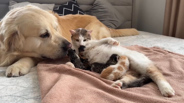 レトリバーと共同保育を実施した猫、子猫は懐いてほぼお父さんに