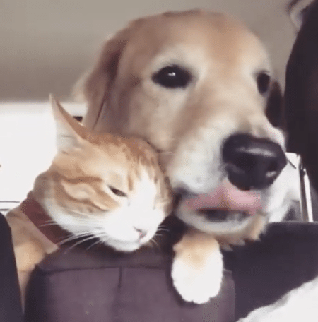 性格の違いがよく分かる〜！一緒にドライブする猫と犬が楽しそう。
