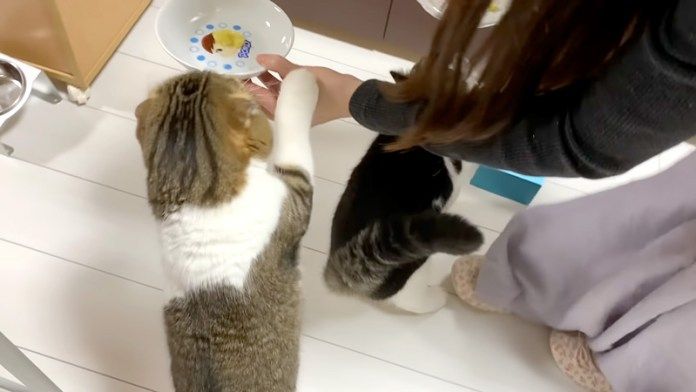 焼き芋が食べたい猫