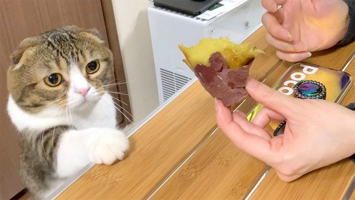 焼き芋が食べたい猫
