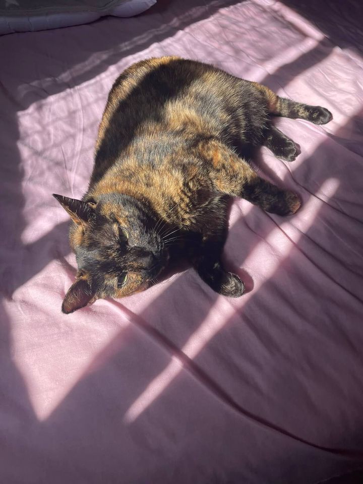 日当たりの良い場所を飼い主さんに教えてくれたサビ猫くろちゃん