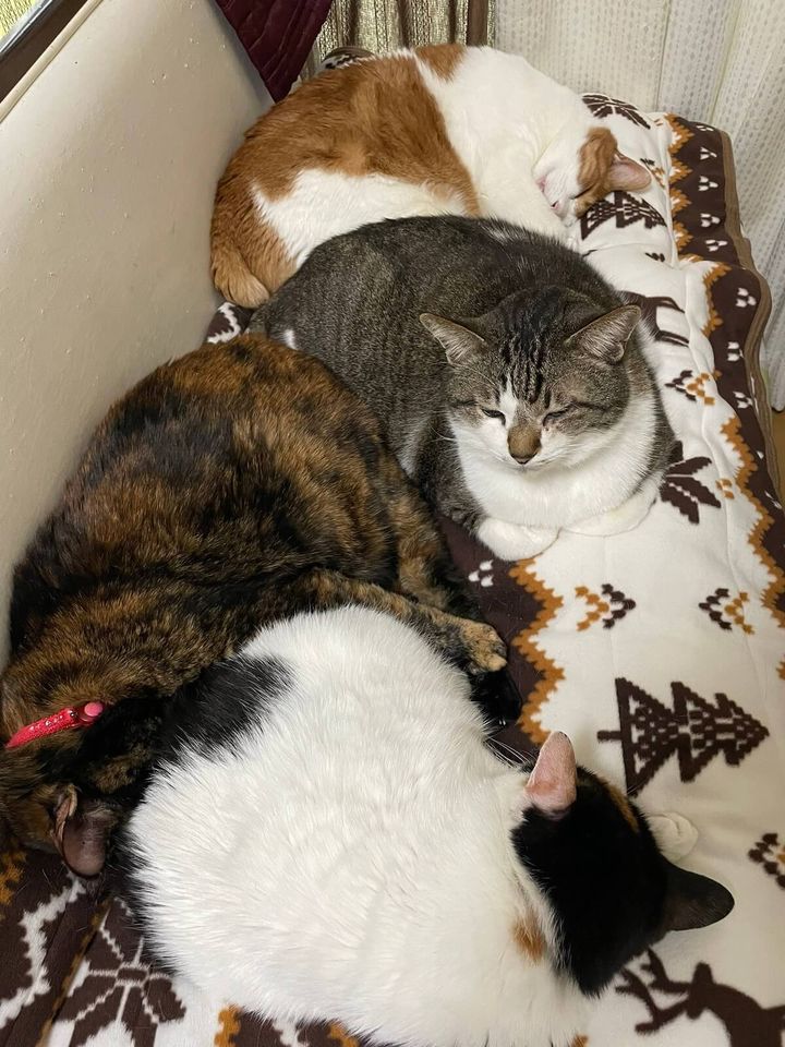 蓮沼 瑠々さんの愛猫4匹