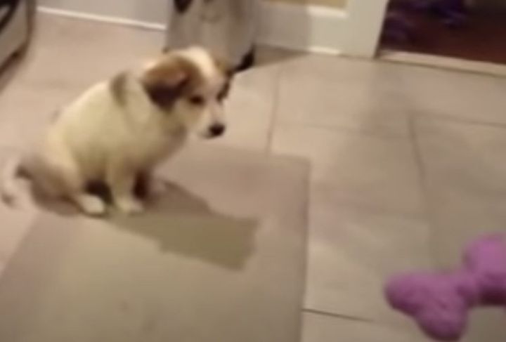 不器用さも愛らしい！投げた物をキャッチするのが苦手な犬さん。