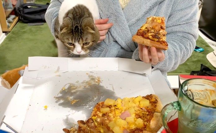 ピザが食べたい猫