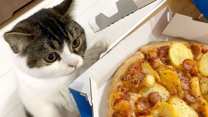 ピザが気になる猫