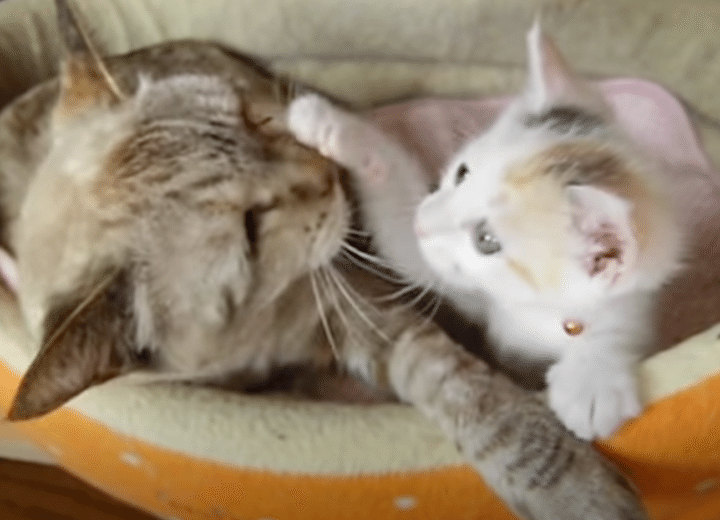 「起きて〜」ポカポカと先輩猫を叩く子猫。