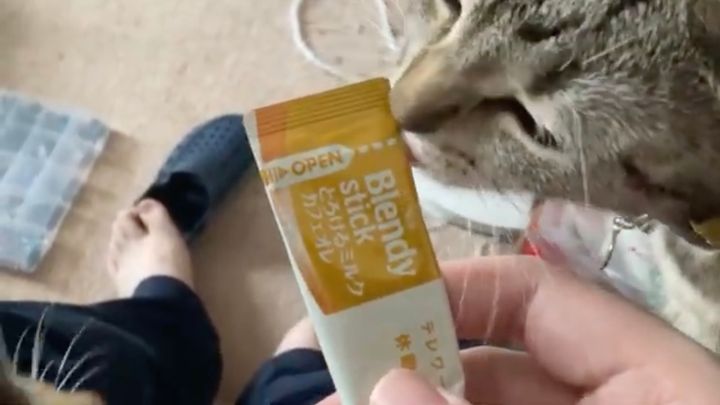 あの形状はすべてちゅ〜ると思う猫たち、ブレンディの袋にペロペロ