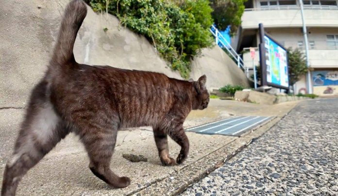 案内してくれる猫