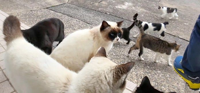 出迎えてくれた猫達