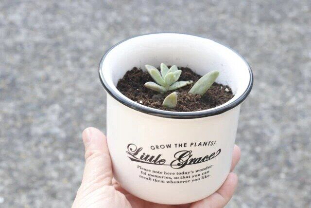 ダイソーのナチュラルポット（直径約10cm、高さ約8.5cm）の使用例