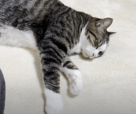 猫の最上級の甘え方♡ サイレントニャーを連呼！