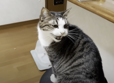 猫の最上級の甘え方♡ サイレントニャーを連呼！