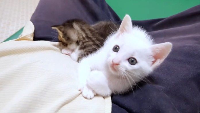 見上げてくる子猫