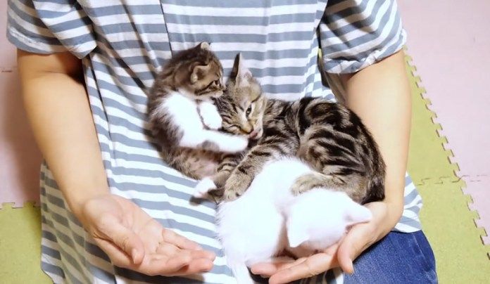 膝の上の子猫達