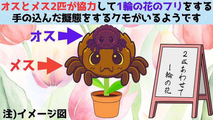 史上初！オスとメスのつがいが協力して花をまねる異例の擬態を発見