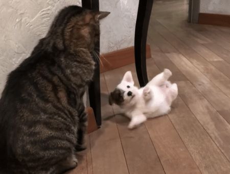 乱暴なことはしちゃダメ！ 猫の先輩の指導を受ける子犬さん。