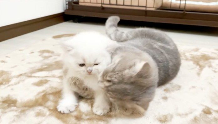 激しく毛づくろいされる子猫