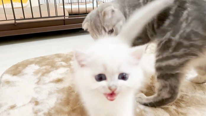 訴えかけてくる子猫