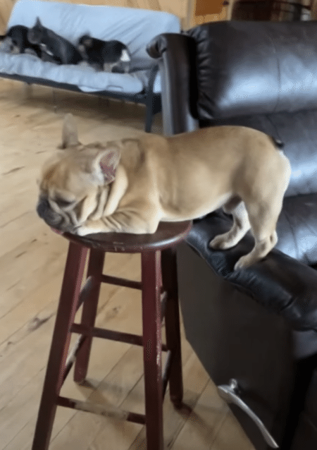 どっちの椅子に座るか決められない犬さん、優柔不断すぎて変なポーズに。