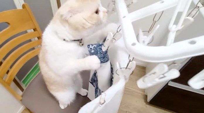 布団を取り込もうとする猫