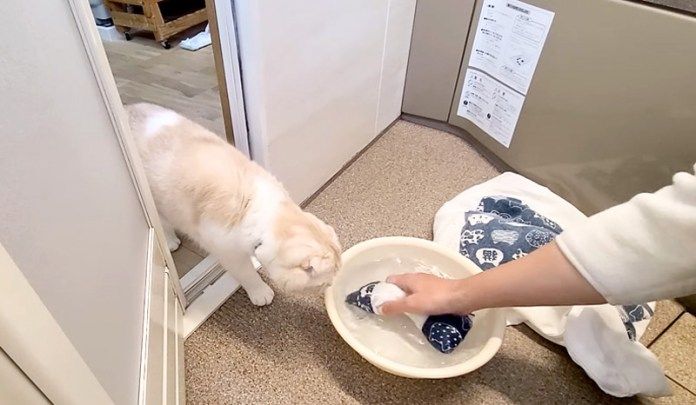 布団を見守る猫