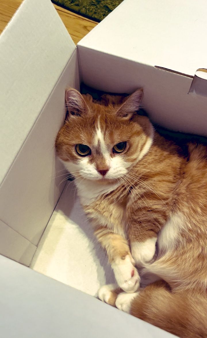 爪を切られてご立腹の猫、短足マンチカンの虎太郎くん